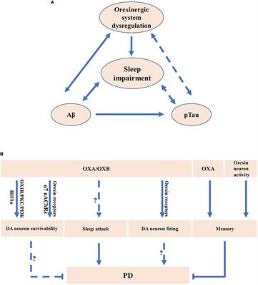 Orexinergic System in Neurodegenerative Diseases